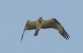 /album/photo-gallery-homepage/osprey-flying-over-brufoot-jpg/
